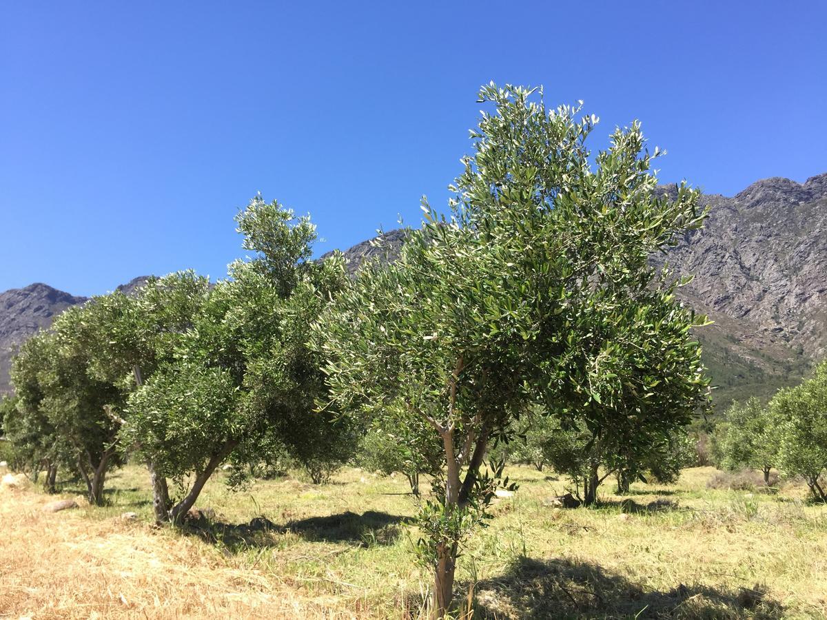 Olive Cottage Франшхоек Екстериор снимка